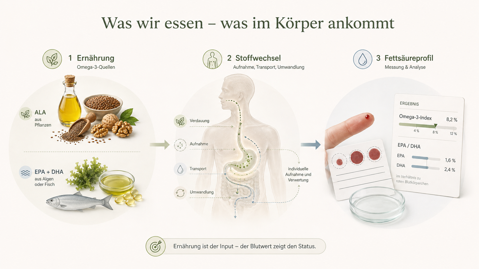 Weg von Omega-3-Quellen über Verdauung und Stoffwechsel bis zum gemessenen Fettsäureprofil