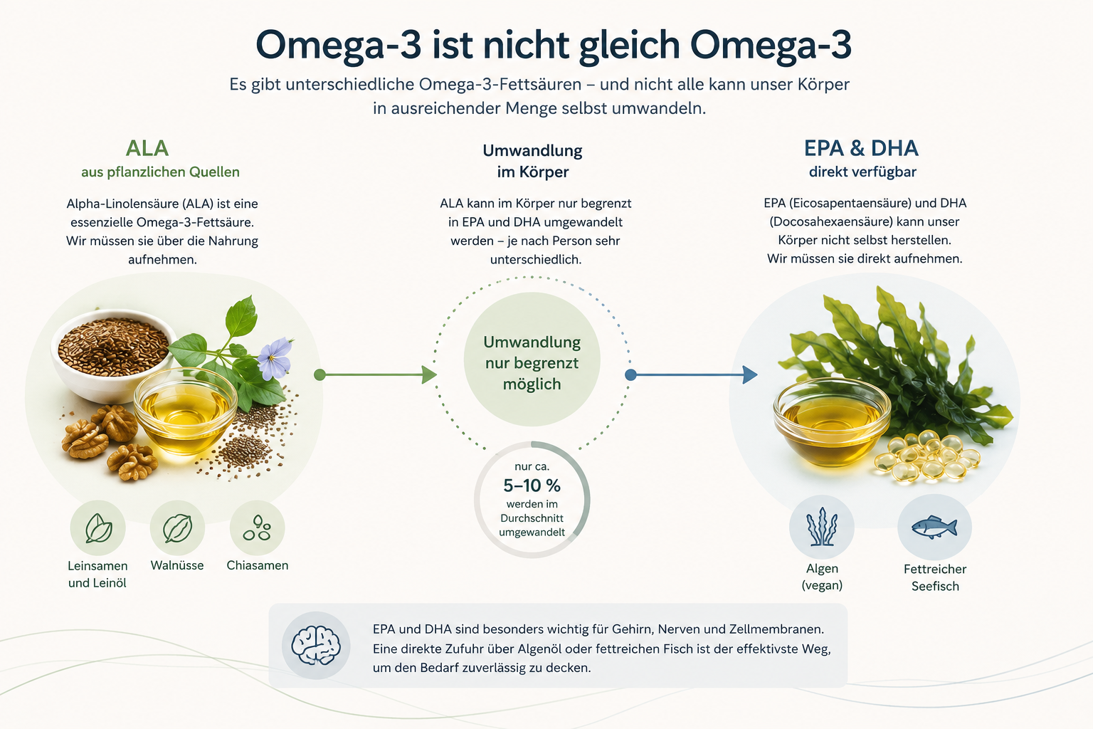 Vergleich von pflanzlicher ALA mit direkt verfügbarem EPA und DHA aus Algenöl oder fettreichem Seefisch