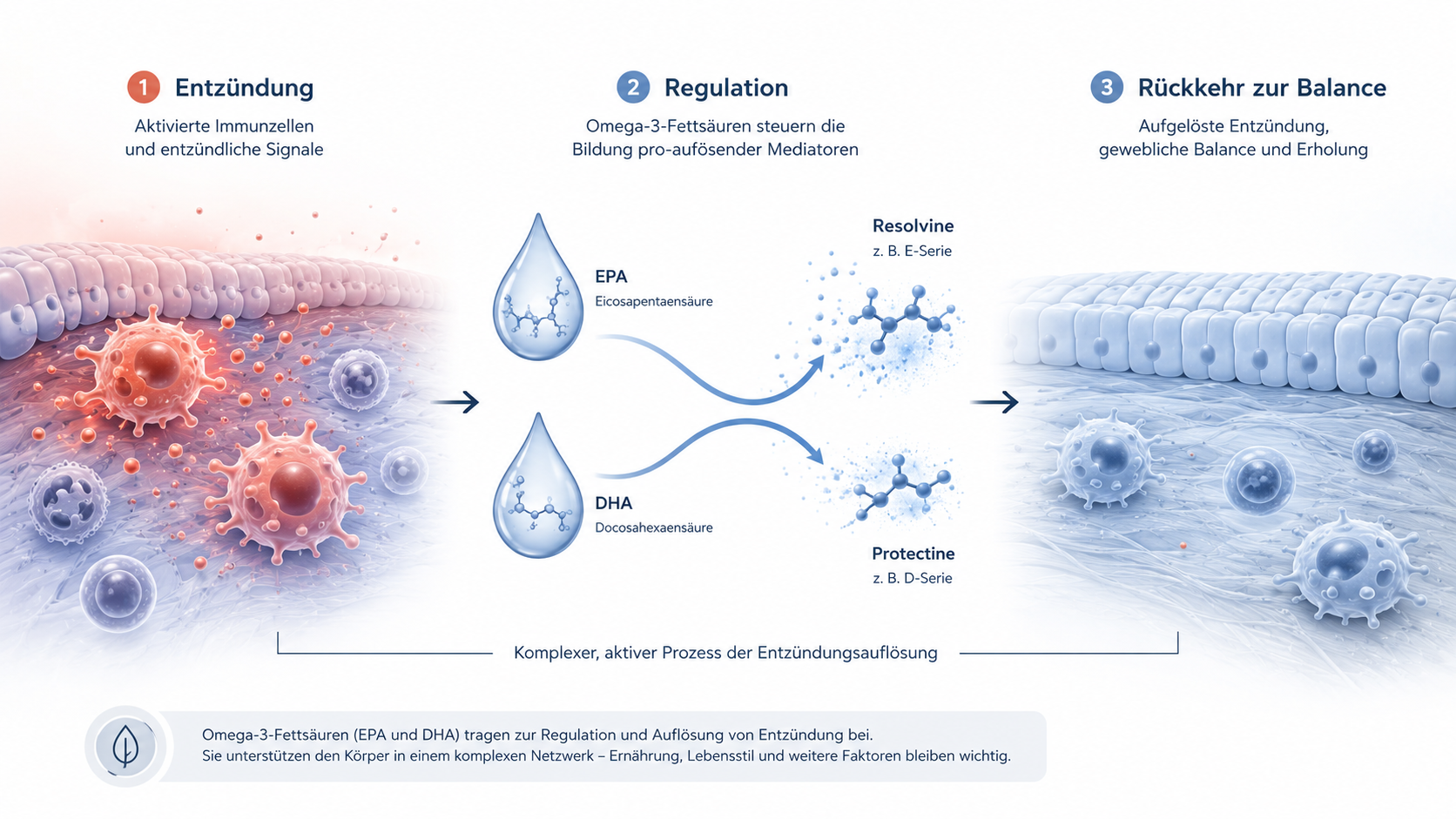 Darstellung der Entzündungsauflösung mit EPA, DHA, Resolvinen und Protectinen